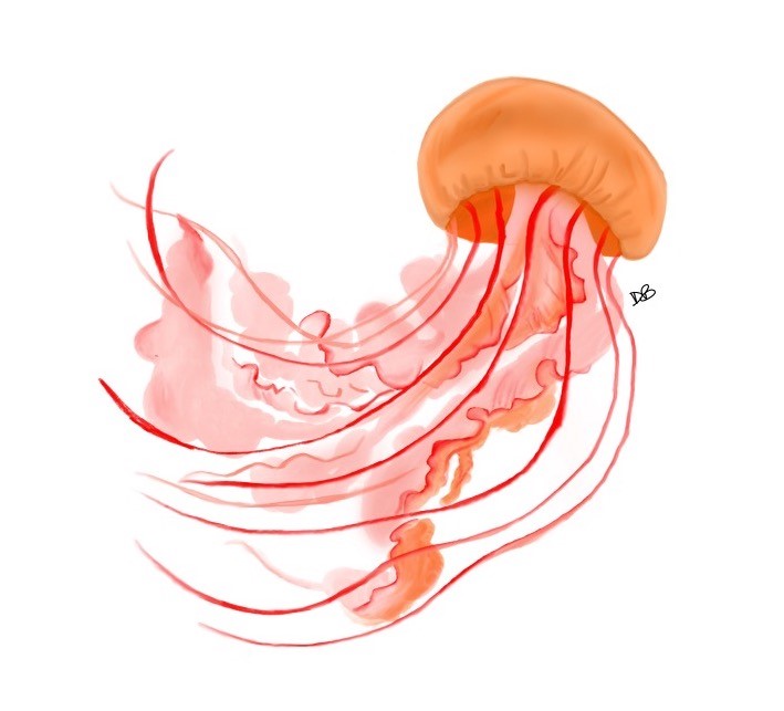Drawing of a Jellyfish, featured on InvincibleWeAre