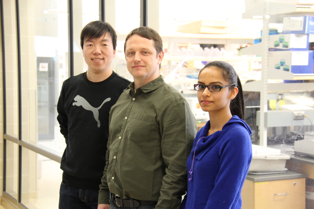 Dr. Scott Widenmaier (PhD), centre, is a new faculty member within the Department ofAnatomy, Physiology and Pharmacology. Research associate Dr. Lei Li (PhD), left, and research assistant Sharin McDonald are part of his lab, which is conducting research on metabolic health.  