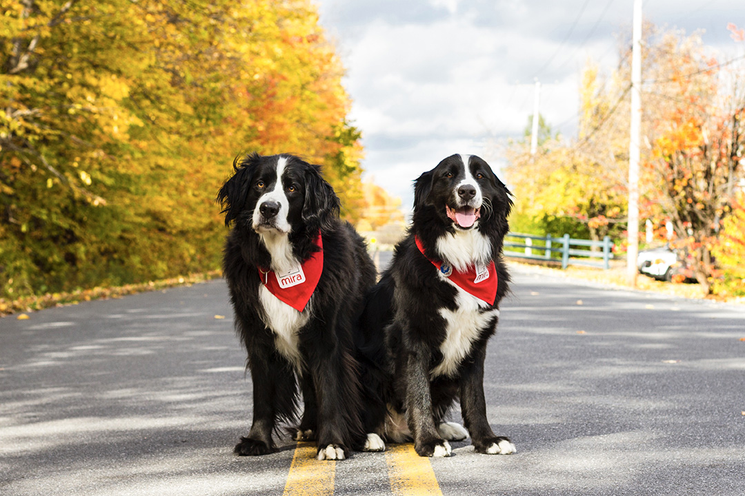 A USask researcher has found that Labernese (Lab-Bernese mountain dog crosses) visibly improve the ability of the children to walk.