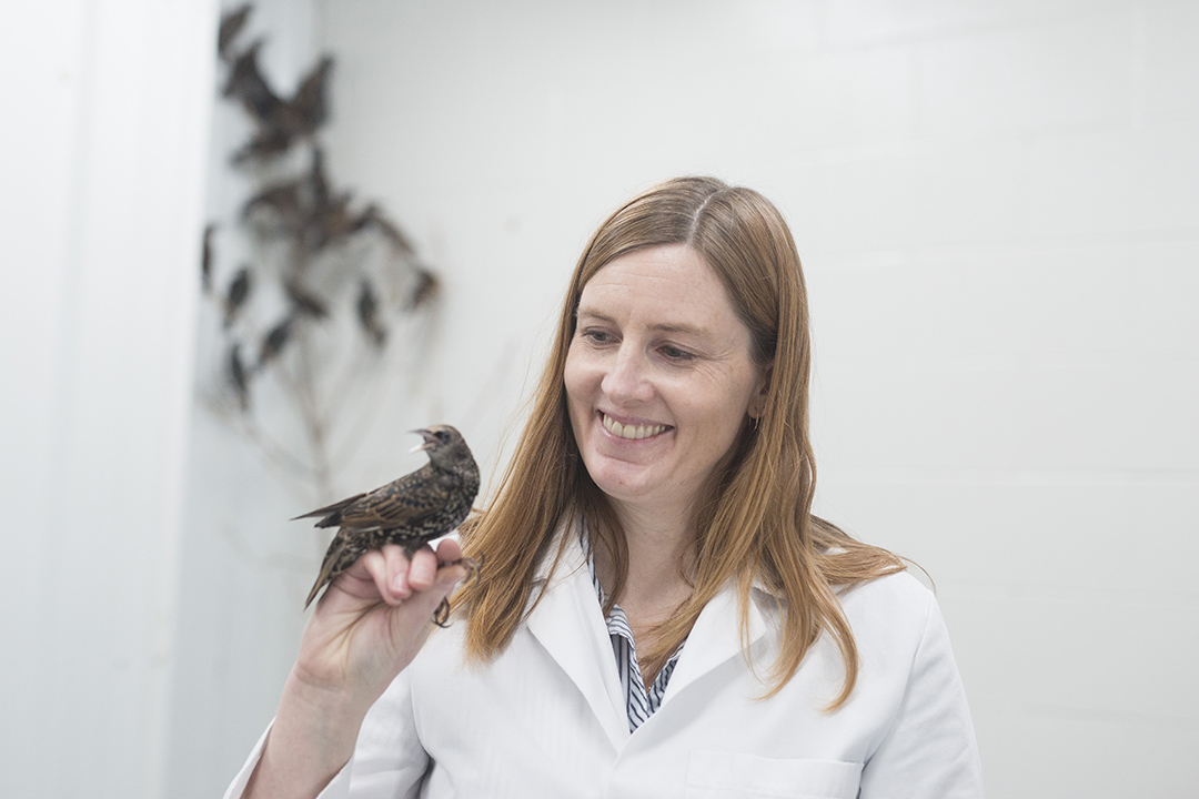 USask biology professor Dr. Christy Morrissey (PhD) has been awarded $275,000 for her research project detecting effects of insecticides on migratory birds. (Photo: David Stobbe)