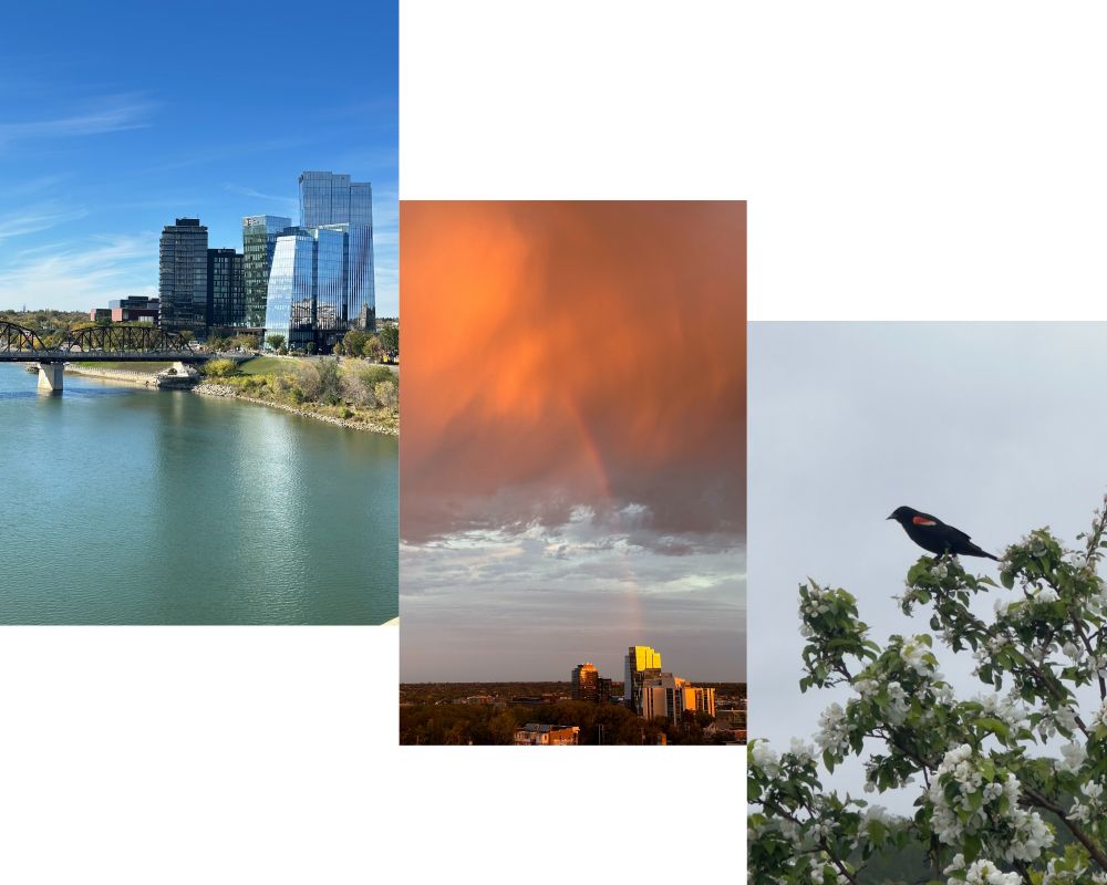 collage of three photos, bird in tree, and two skylines